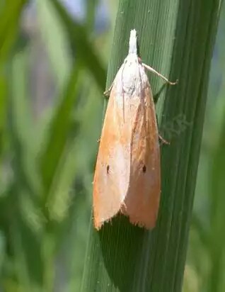 ধানের মাজরা পোকা এর ক্ষতি থেকে রক্ষা পেতে হলে