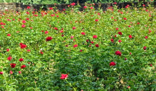 গোলাপ চাষ। টবে গোলাপ চাষ পদ্ধতি ও গোলাপের পরিচর্যা
