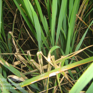 ধানের খোলপোড়া রোগ