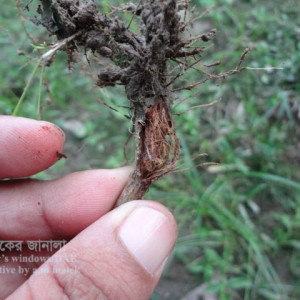 পাটের গোড়া পঁচা রোগ