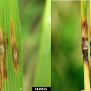 নোড ব্লাস্ট